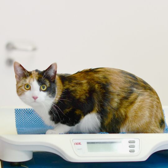gewichtbestimmung-bei-katze